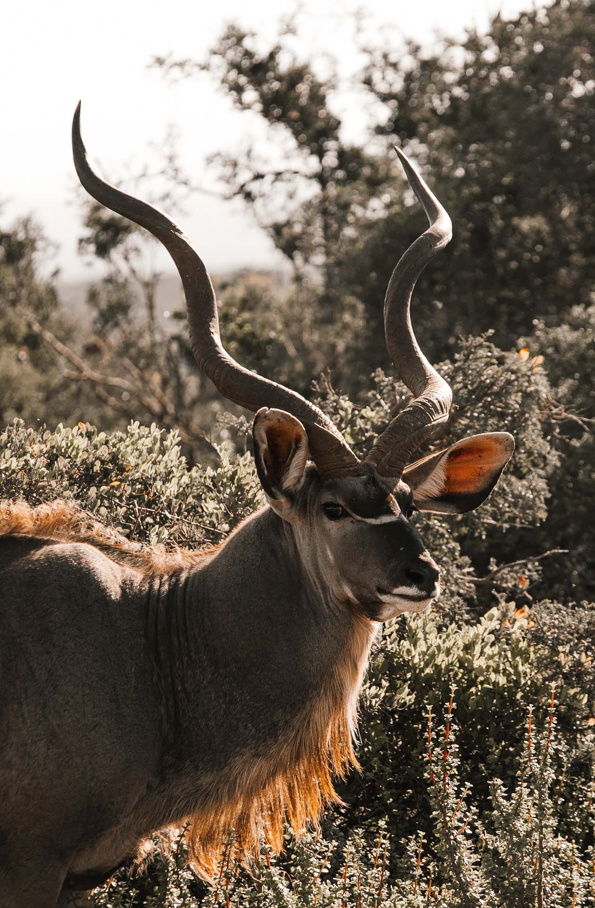 KuduKings Kudu